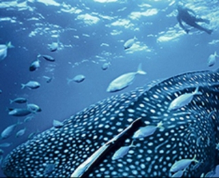 Snorkel con tiburon ballena